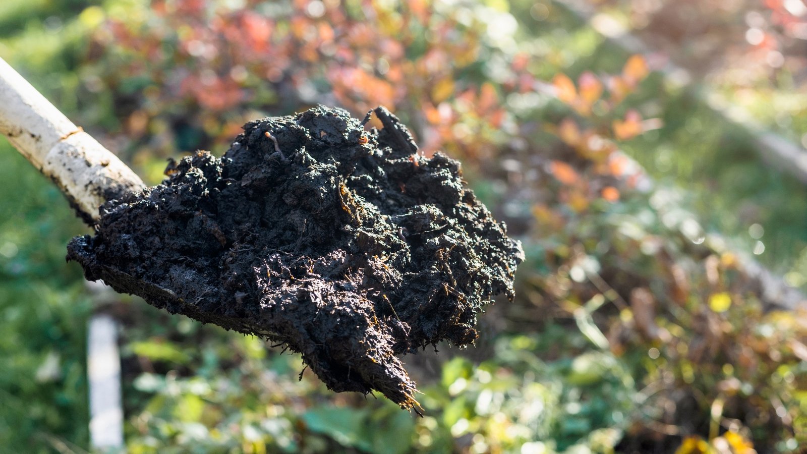 A gloved hand holds up a chunk of rich, dark compost, preparing to spread it onto a prepared patch of earth. The soil appears loose, with hints of decomposing organic matter. The background is slightly blurred but shows hints of foliage.