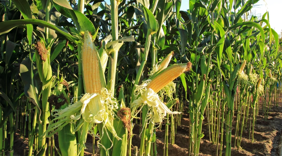 Rows of tall corn stalks stand in perfect alignment. Among the rows of corn, a single stalk stands out, its ears of corn partially revealed as their golden husks are carefully peeled back.