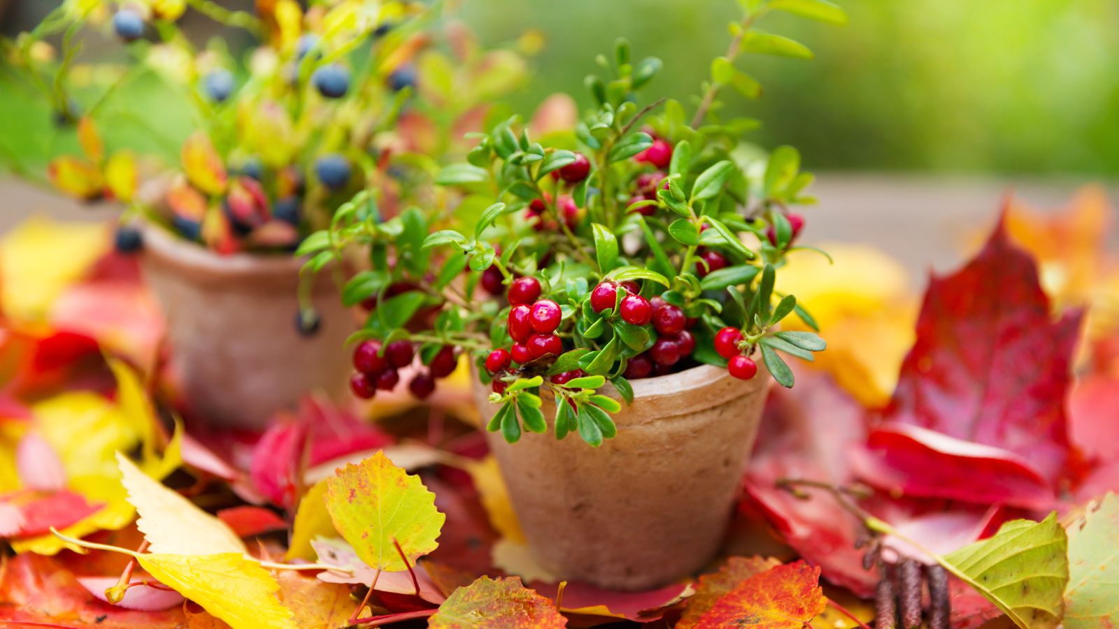 A focused shot of two different berries in pots with blueberries in the background and deep red berries in the foreground placed along a ground with scattered dead leaves in an outdoor area.