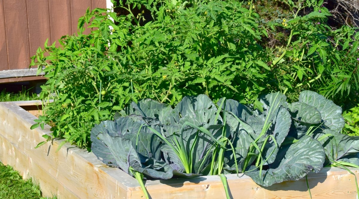 Close-up of growing cabbages and tomatoes on a raised bed in the garden. Cabbage forms large, wide foxes, blue-green in color, with a smooth, waxy texture. The tomato plant forms upright stems with complex pinnate leaves. The leaves are composed of many oval leaflets with jagged edges.