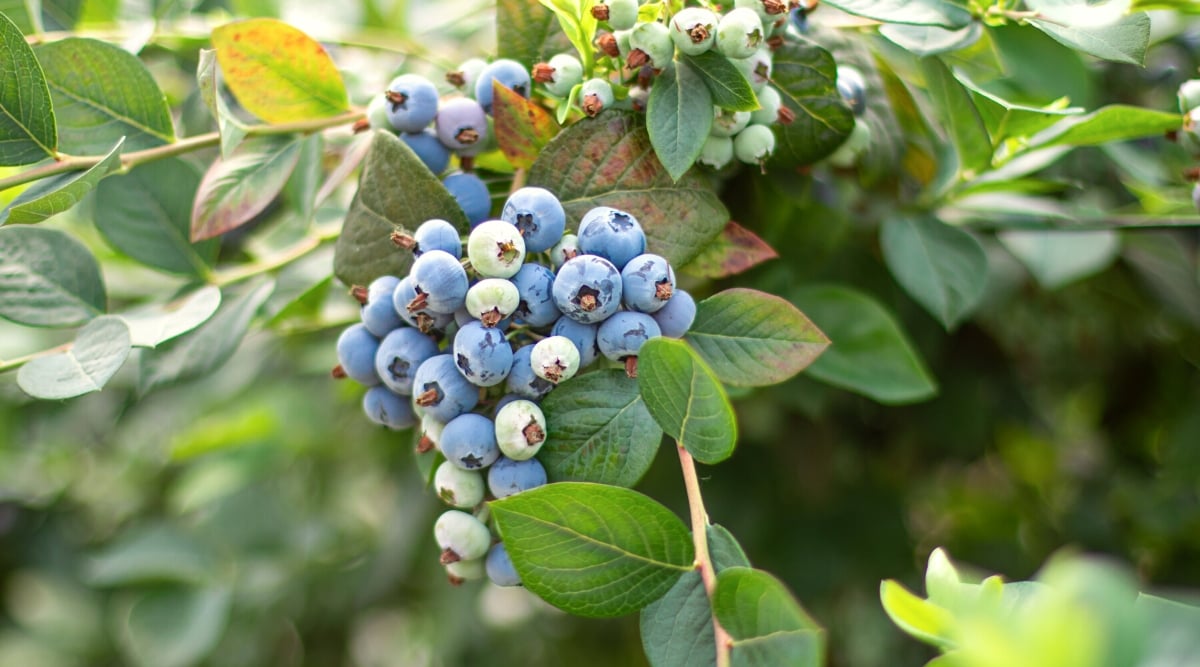 Close-up of ripe blueberries in the garden. Blueberry is a small deciduous shrub with simple, elliptical, glossy dark green leaves. Blueberry plants produce small round blue berries. The berries are covered with a protective waxy coating that gives them a slightly dusty appearance.