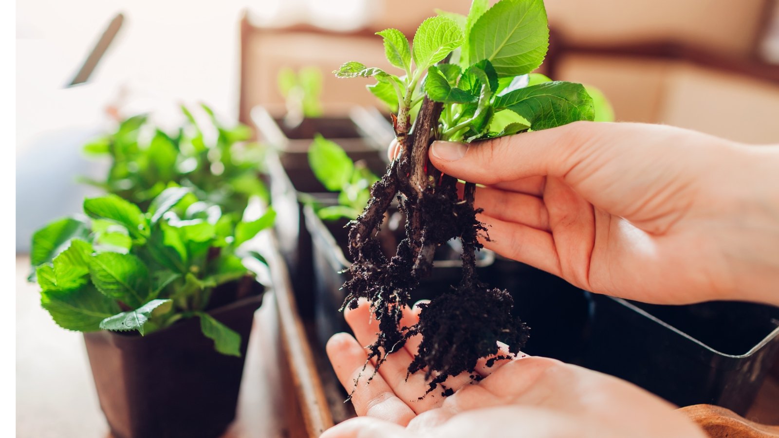 A pair of hands gently holds a small seedling, its roots exposed as it is prepared for transplanting. The delicate leaves are bright green, contrasting against the dark, tangled roots and nearby pots with other seedlings.