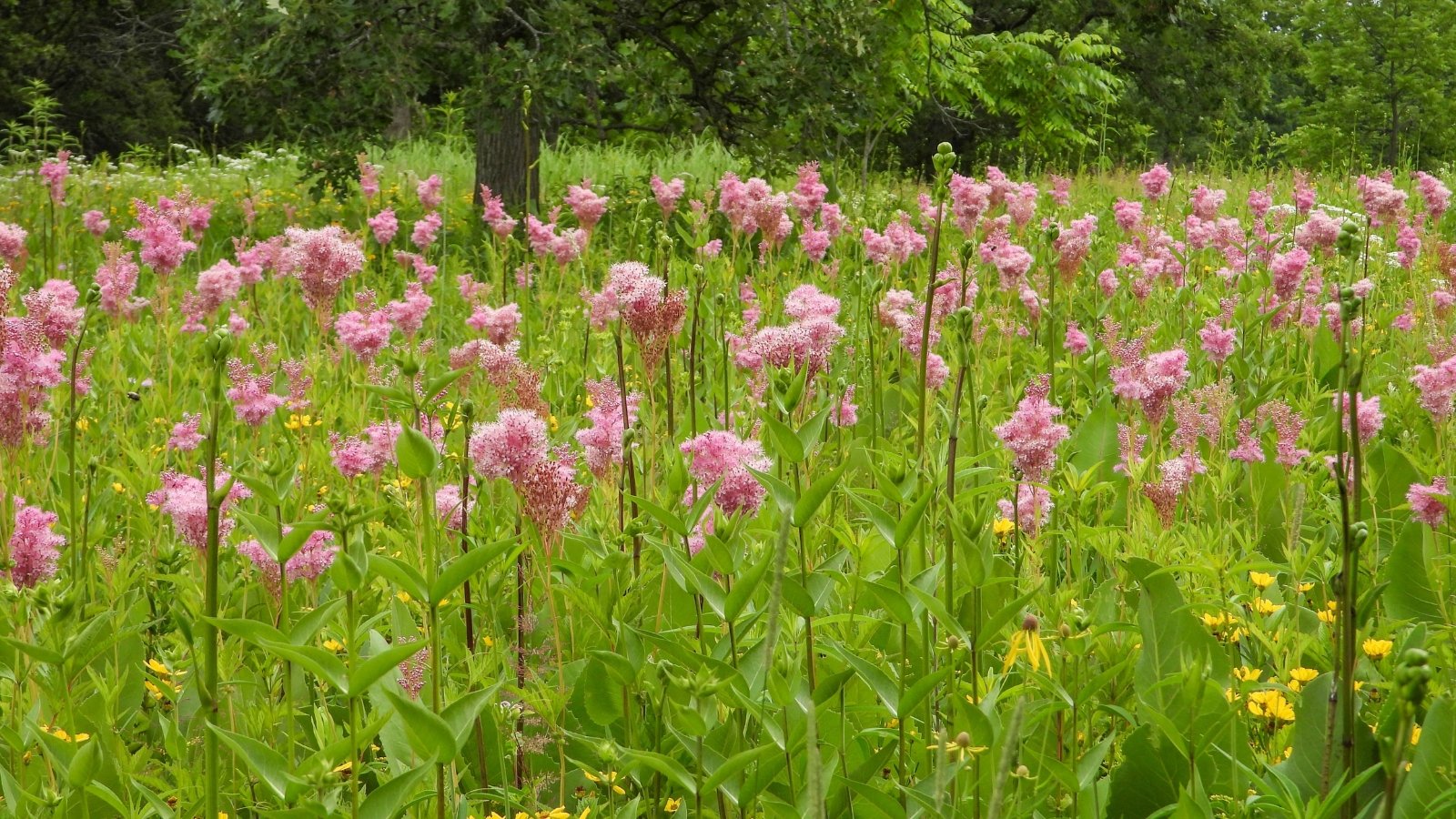 A vast field filled with Filipendula rubra in full bloom, their tall, soft pink flowers creating a sea of color. The green stems and leaves blend with the grass in the field, forming a natural, wild landscape.