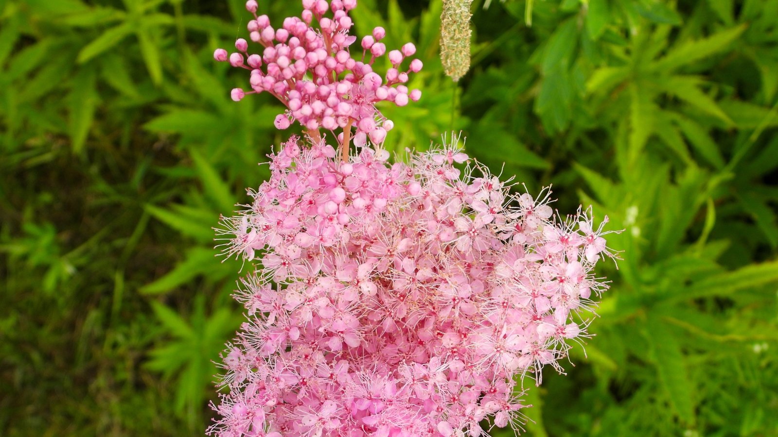 Tall pink plumes of Filipendula rubra rise through dense, lush green leaves. The soft pink flowers add vibrant color to the garden, contrasting against the broader, deep green foliage surrounding them.