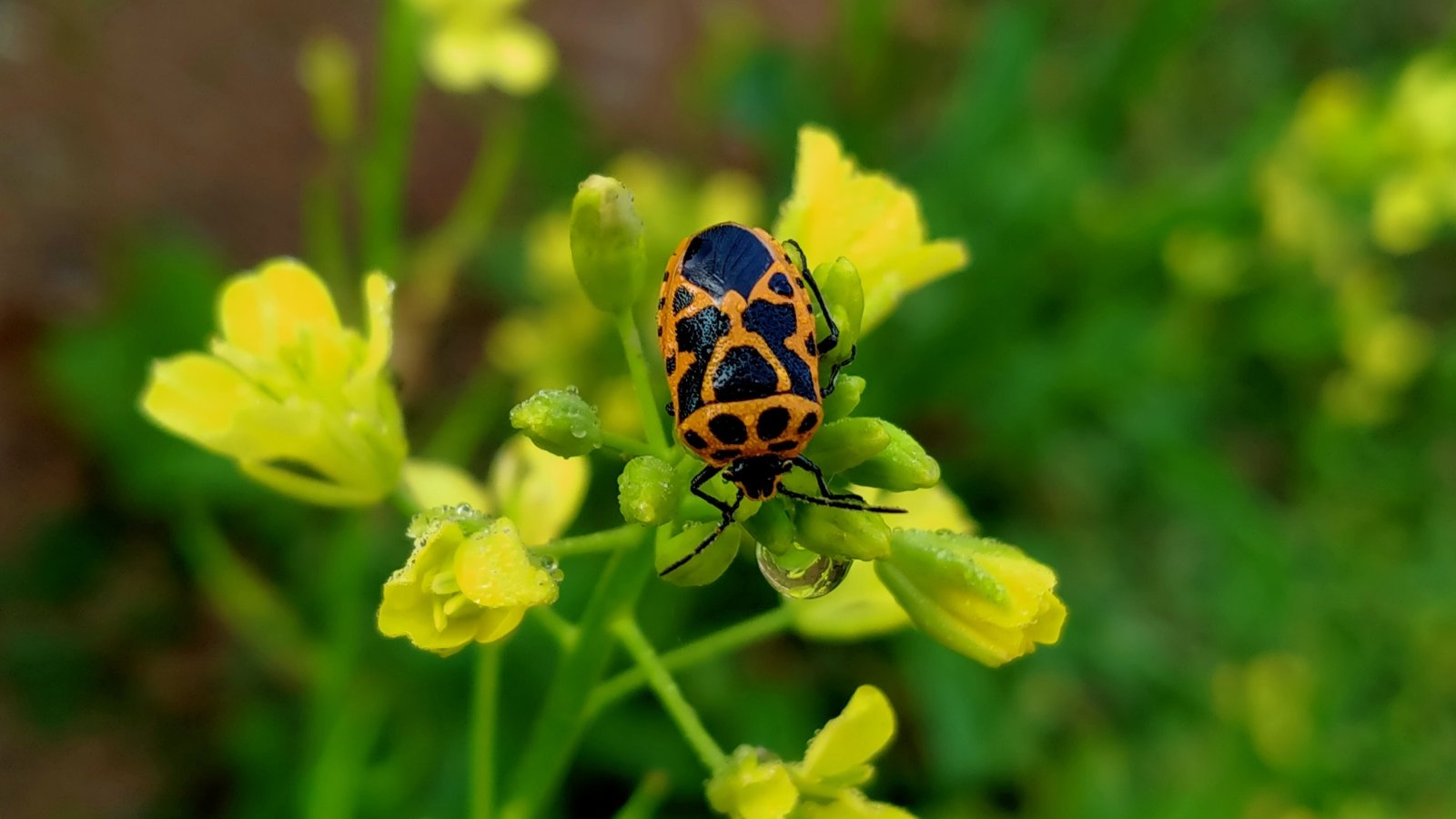 Close-up of a harlequin bug with distinctive red and black markings perched on a vibrant yellow wildflower.
