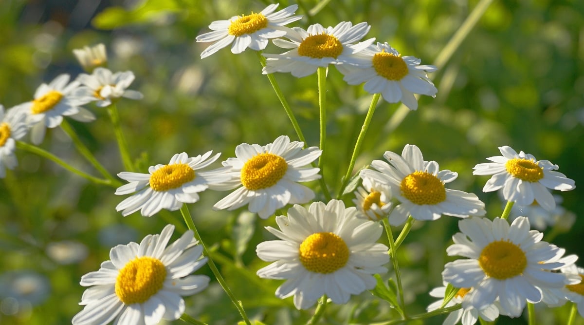 White chamomile blossoms, each adorned with a vibrant yellow center, showcasing nature's elegance. In the backdrop, a soft blur of lush greenery provides the perfect contrast, highlighting the intricate details of the chamomile blooms in the foreground.
