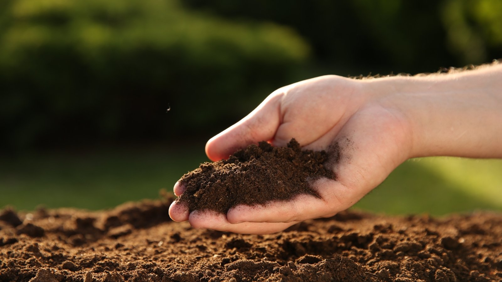 Close up of gardener's hand holding a handful of fresh dark brown soil against a background of loose dark brown soil.