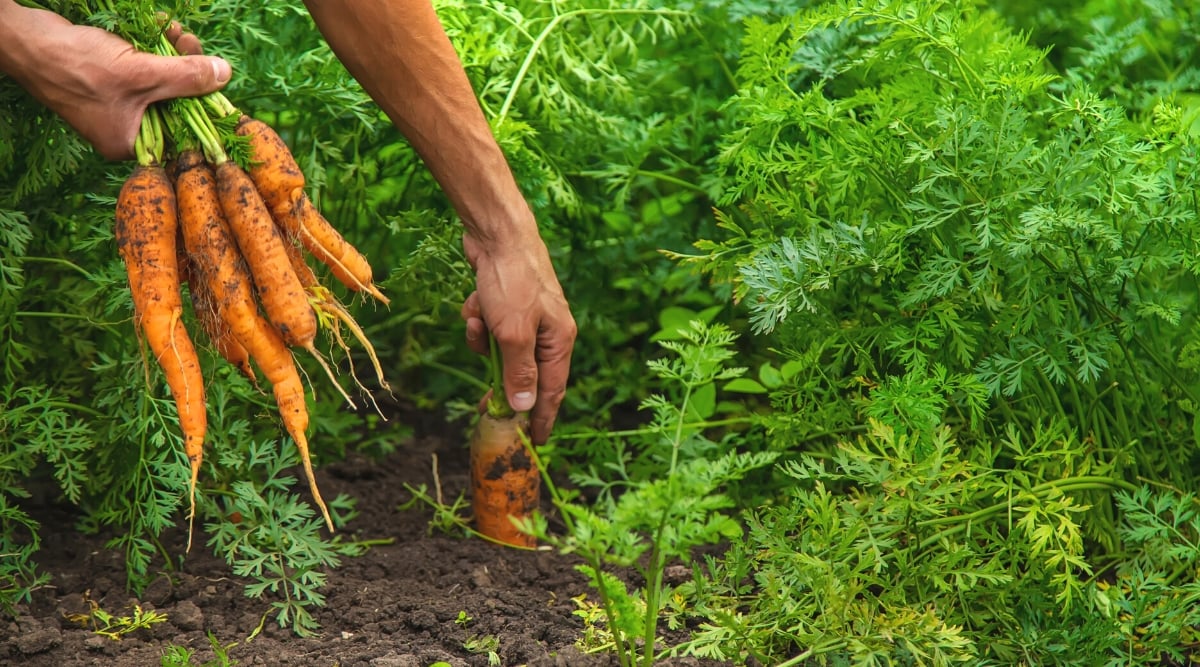 Close-up of a gardener harvesting carrots in the garden. With one hand he pulls ripe carrots out of the ground, and in the other hand he holds a bunch of freshly picked carrots. The carrot is a biennial plant valued for its edible roots, leaves, and fruits. Carrot leaves are pinnate and delicate, growing like a fern from a central stem. The root is large, elongated, bright orange.