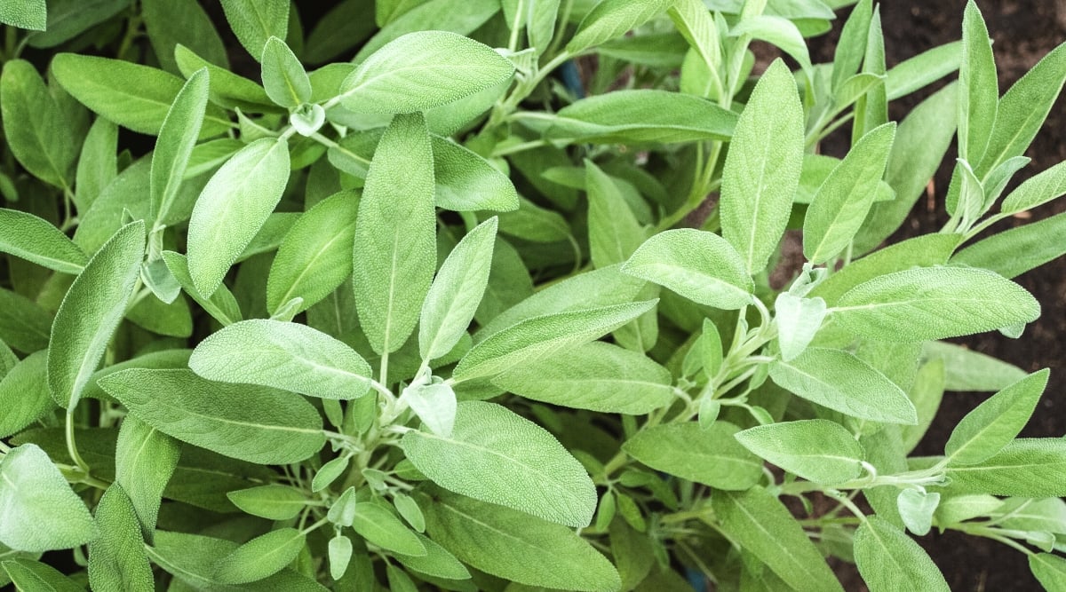 Top view, close-up of sage plants in the garden. Sage is a perennial herb known for its fragrant and textured leaves. Sage leaves are small, narrow, oval-shaped, with a soft, velvety texture on the surface. They are grayish green in color.