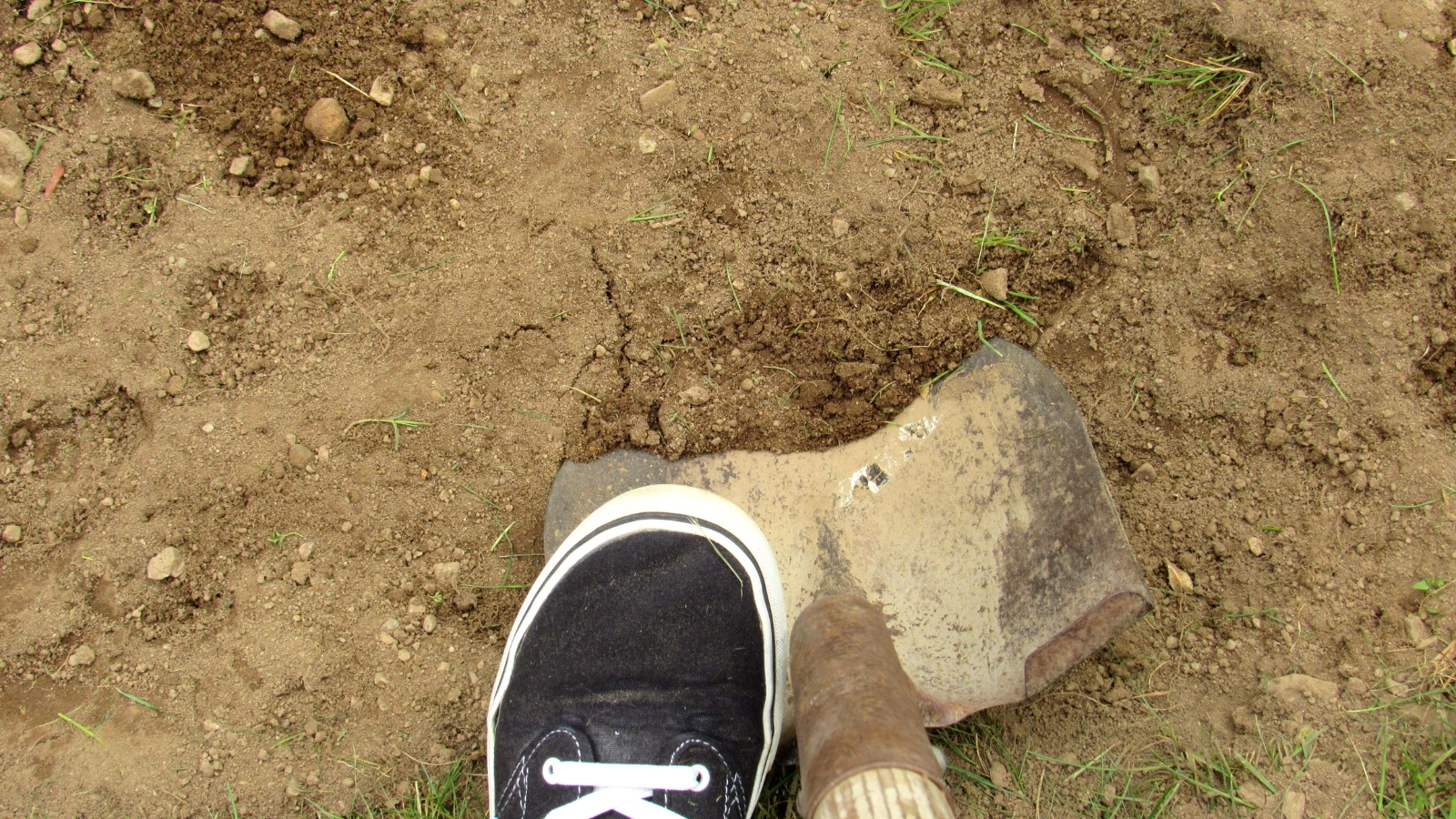 Close-up of a large shovel filled with dark earth, positioned near a sizable hole, illustrating the act of digging or transplanting.