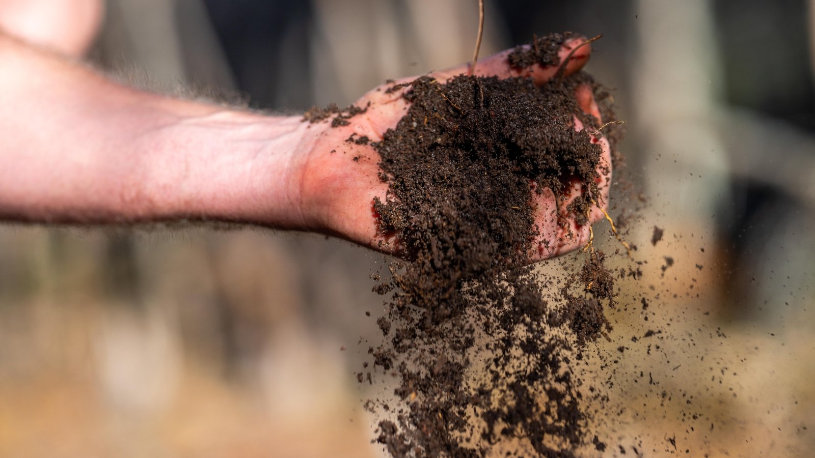 Close-up of a farmer's hand holding wet soil and pouring it onto the ground in a sunny garden.
