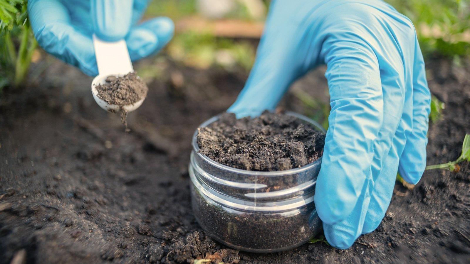 Close-up of a gardener's hands in blue gloves holding a small scoop and a glass jar filled with soil.
