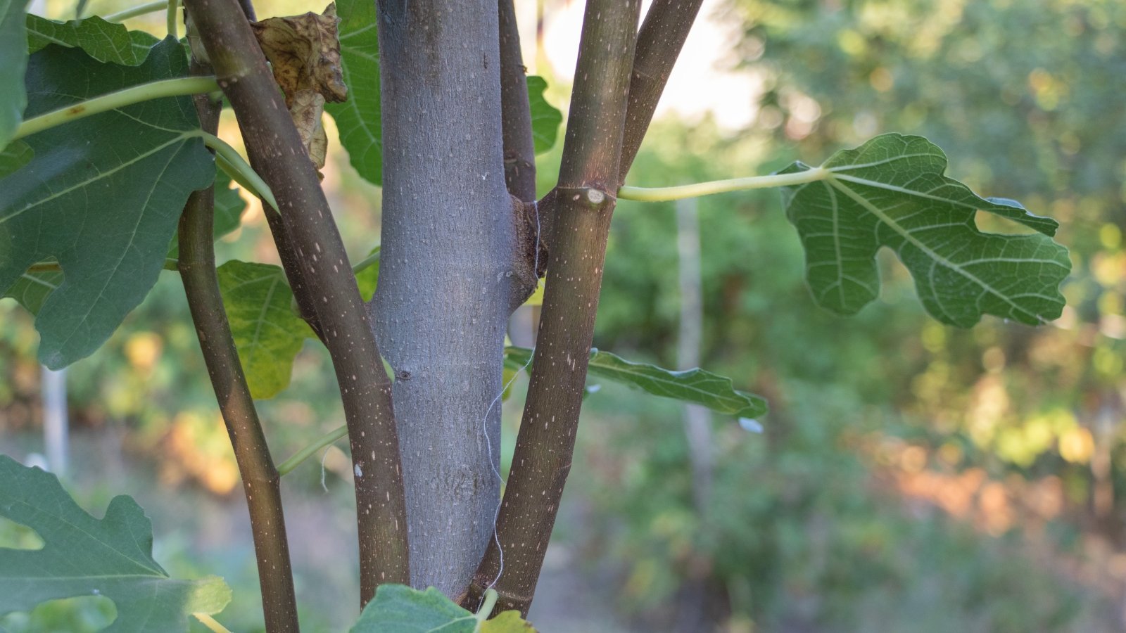 A close-up view of dark brown, thick branches against a backdrop of blurry green foliage.