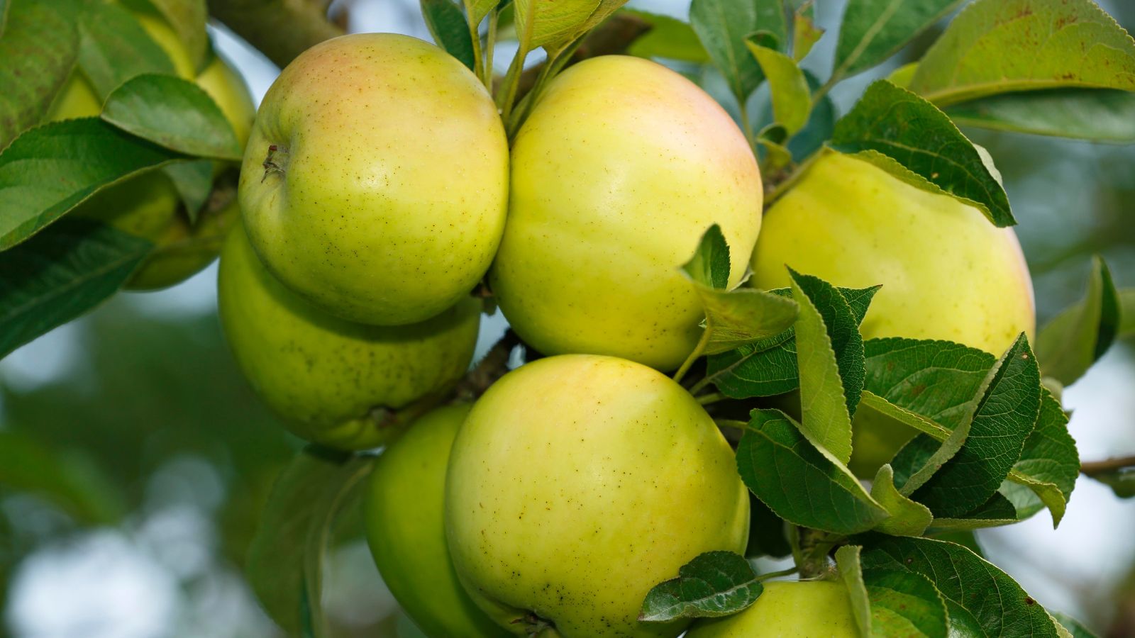 A bundle of bright yellow Holstein fruits ,appearing round with vivid and deep green leaves in a sunny area with other greens in the background