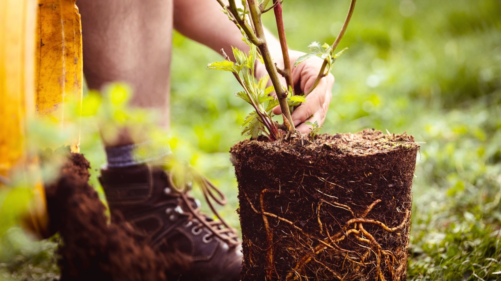 Close-up of a gardener transplanting a seedling with a large root ball into the soil in the garden.