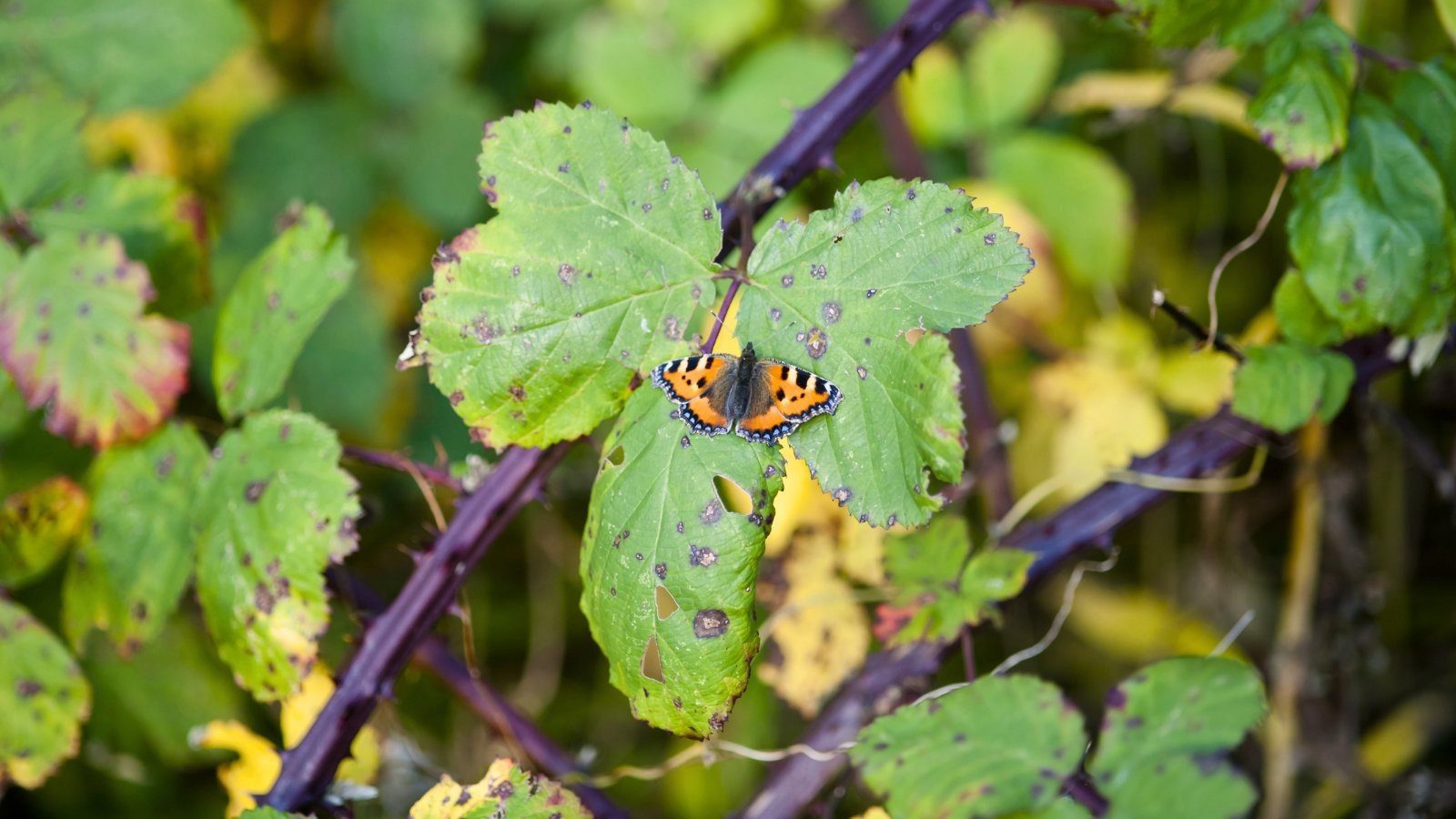 Close-up of an orange butterfly resting on green jagged leaves affected by anthracnose, which show dark, sunken lesions with gray centers.
