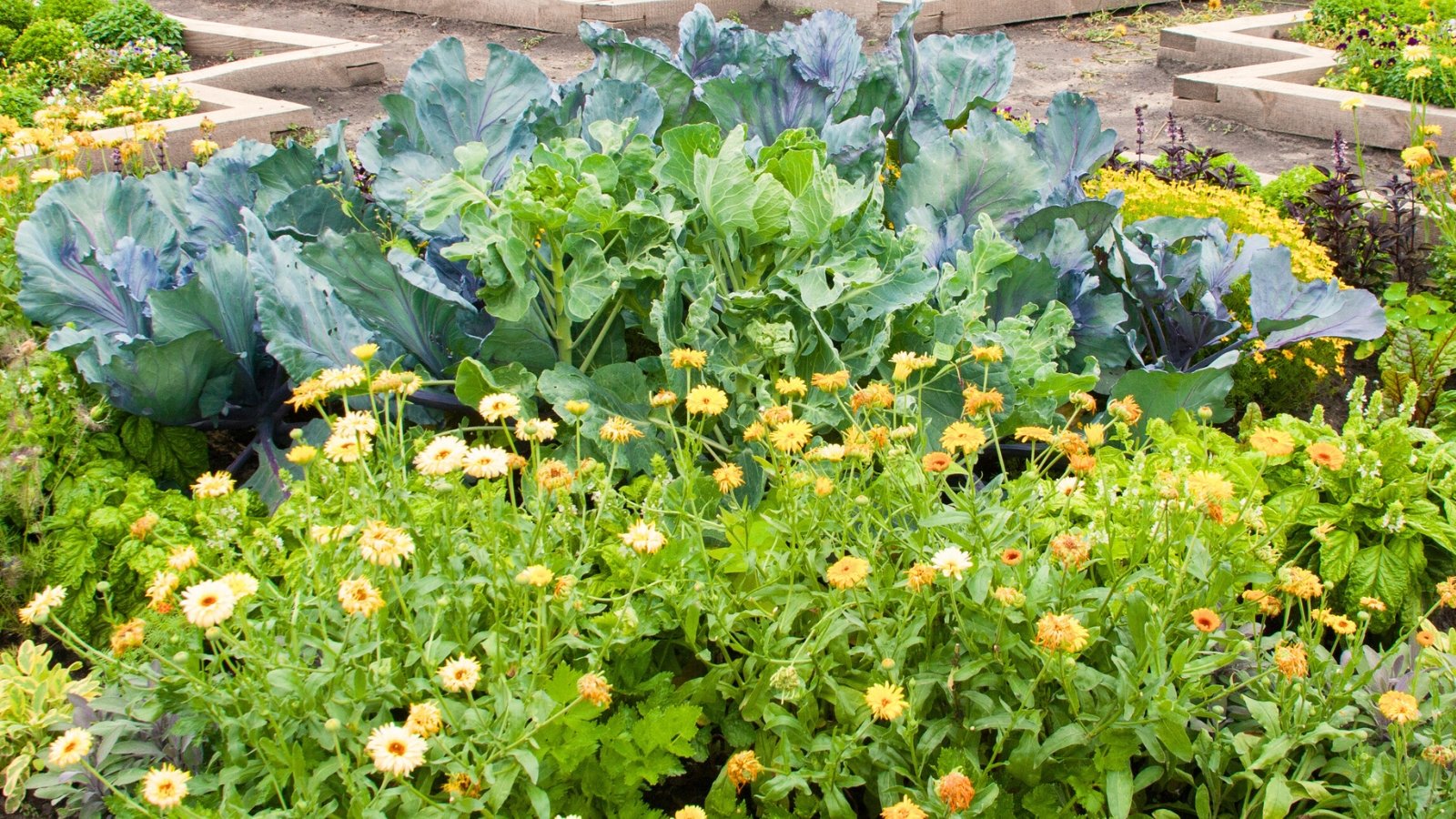 Closeup of a vegetables with various crops including cabbage, Brussels sprouts, basil, calendula, Nasturtiums, and Salvia officinalis.