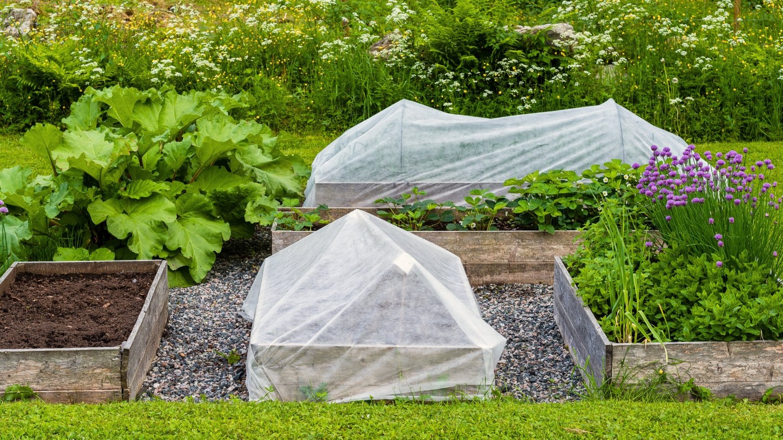 Close-up of a garden with wooden raised beds growing strawberries, mint, chives, lemongrass, some covered with white row fabric to protect from insects.