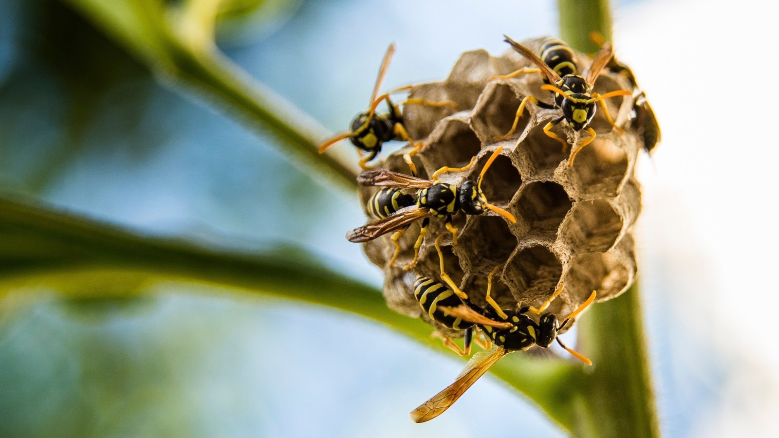 Wasps gathered around their nest in a close-up, displaying delicate layers and intricate patterns.