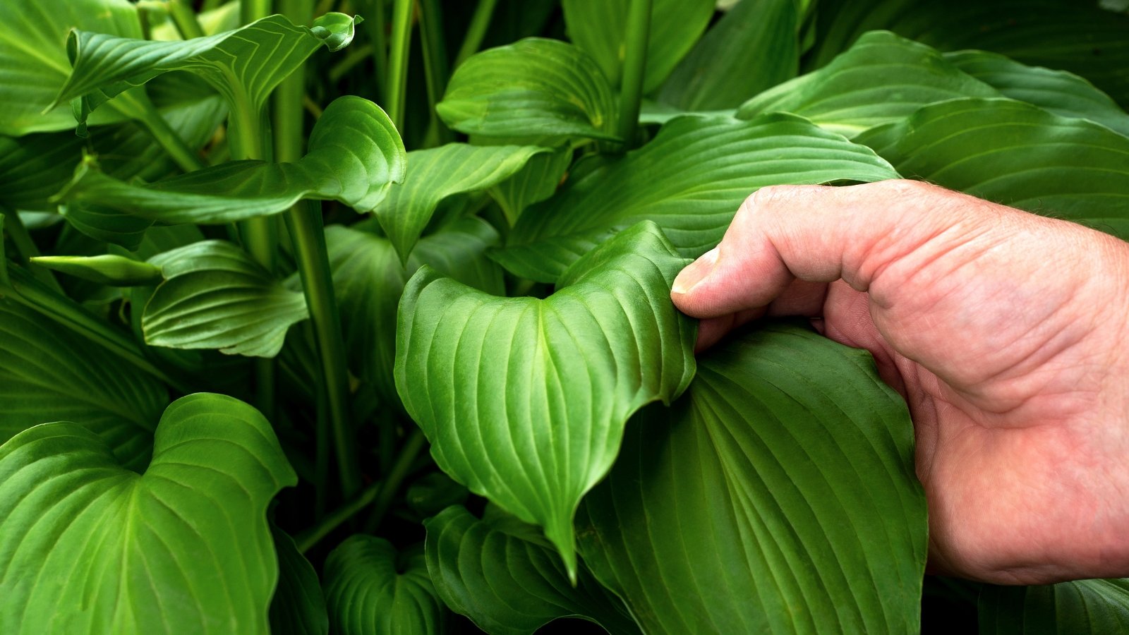 A person's hand carefully examines a large, green hosta plant leaf.