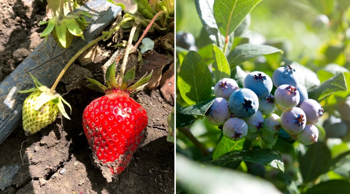 Two sets of fruits growing in the garden. Both plants have sunlight hitting them directly in the middle of the day as they grow.