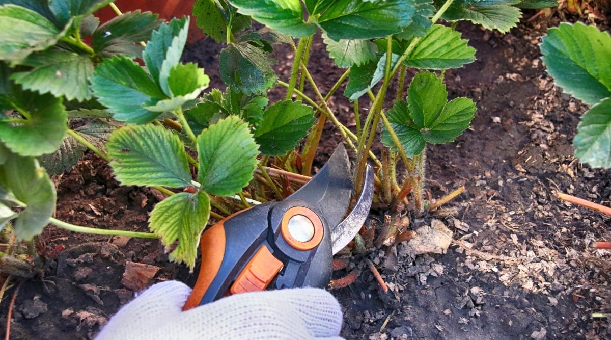 Gardener pruning a fruiting shrub growing low to the ground. The pruning shears are made of orange and black plastic. The gardener is wearing a white cloth glove. The plant that is being pruned is bright green and in season.