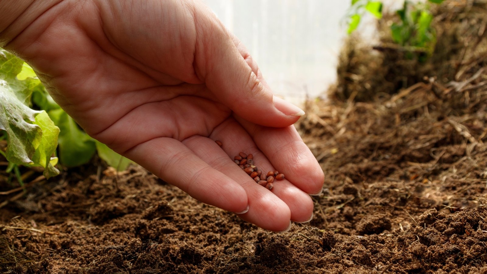 A close-up of a hand gently sprinkling seeds into freshly tilled, rich brown soil. The soil looks moist and ready for planting, with soft sunlight highlighting the texture of the earth and the seeds.