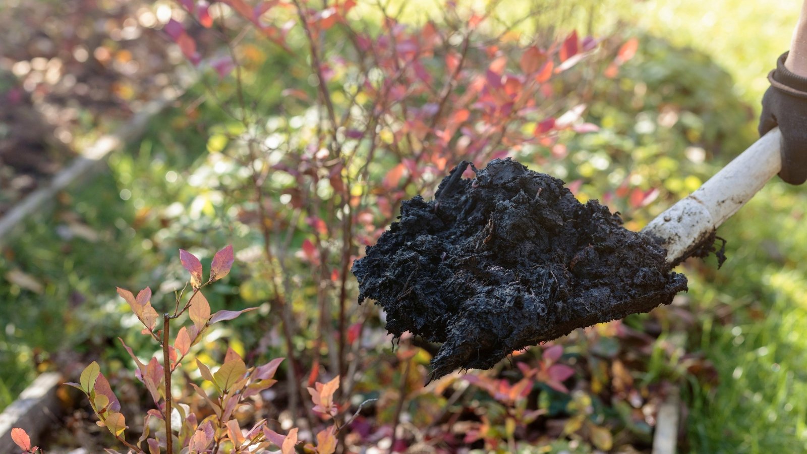 A garden spade holds a dense clump of dark, nutrient-rich compost. The shovel is poised over a garden bed, with hints of leafy plants and vibrant red stems in the background, ready for soil enrichment.