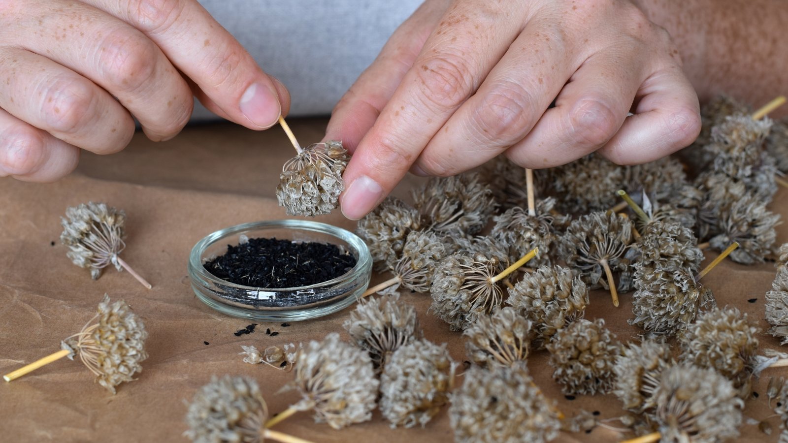 A person uses their hands to sort through dried flower heads, extracting small, black seeds. The dried stems and petals have a tan, papery texture, and a small dish nearby collects the seeds for future planting.