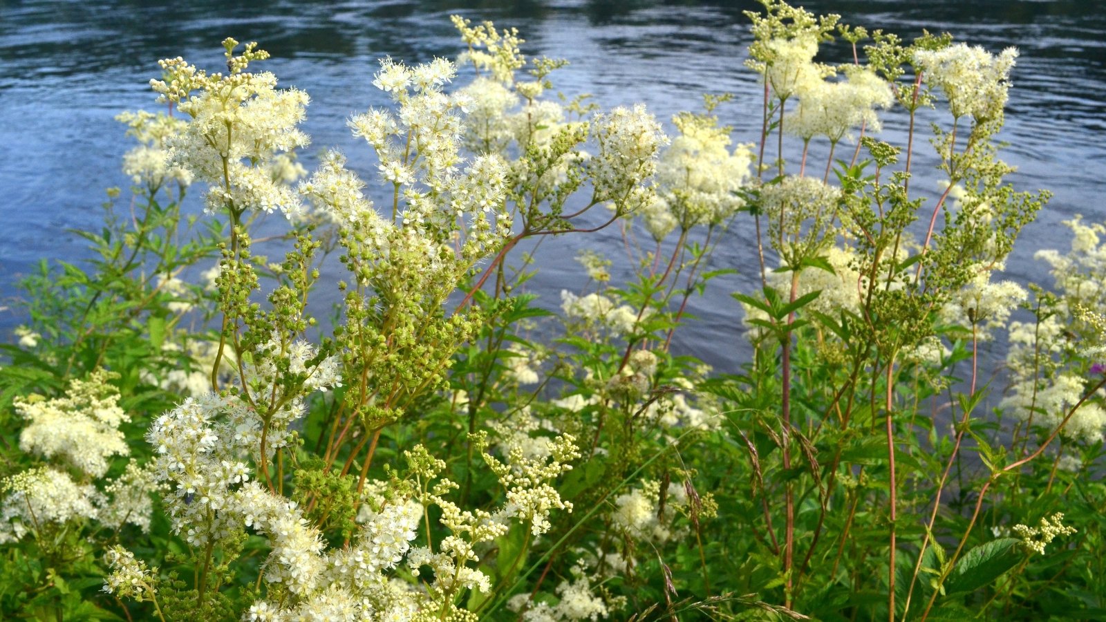 A display of white-green Filipendula ulmaria flowers growing along a riverbank.