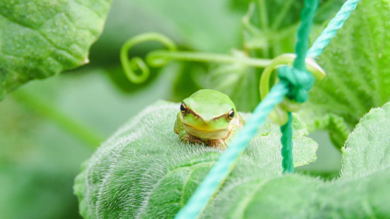 A small green amphibian rests on the soft, curly tendril of a plant, surrounded by fuzzy leaves and a green string used to support the climbing plant stems.