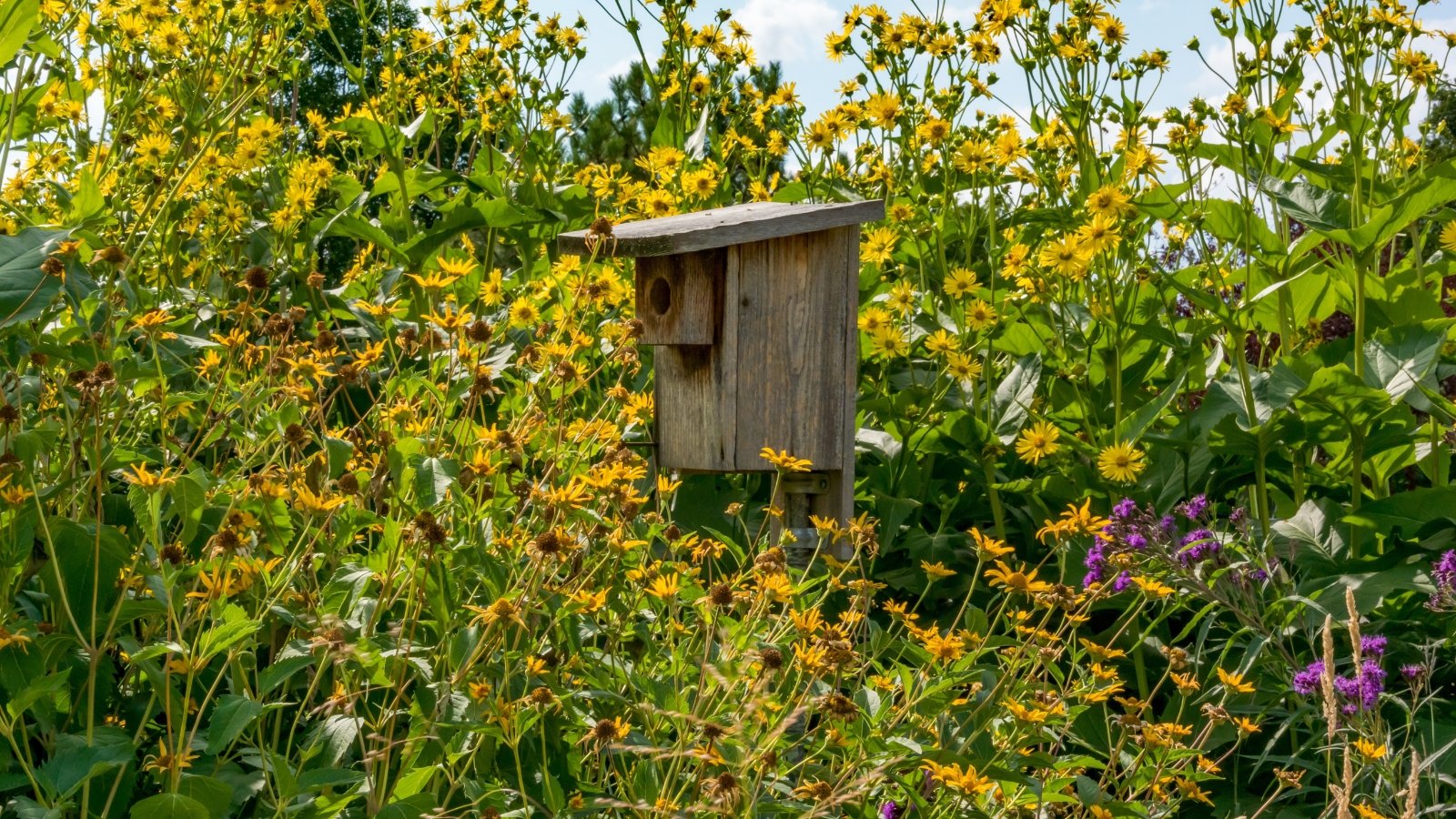 A rustic wooden birdhouse stands amidst a vibrant garden of yellow and pink flowers, surrounded by tall greenery, creating a lively and colorful natural setting.