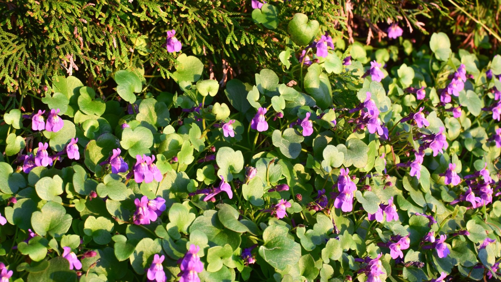 A dense patch of lush, heart-shaped green leaves is sprinkled with delicate, vibrant pink flowers, blooming under the warm sunlight in a picturesque floral landscape.