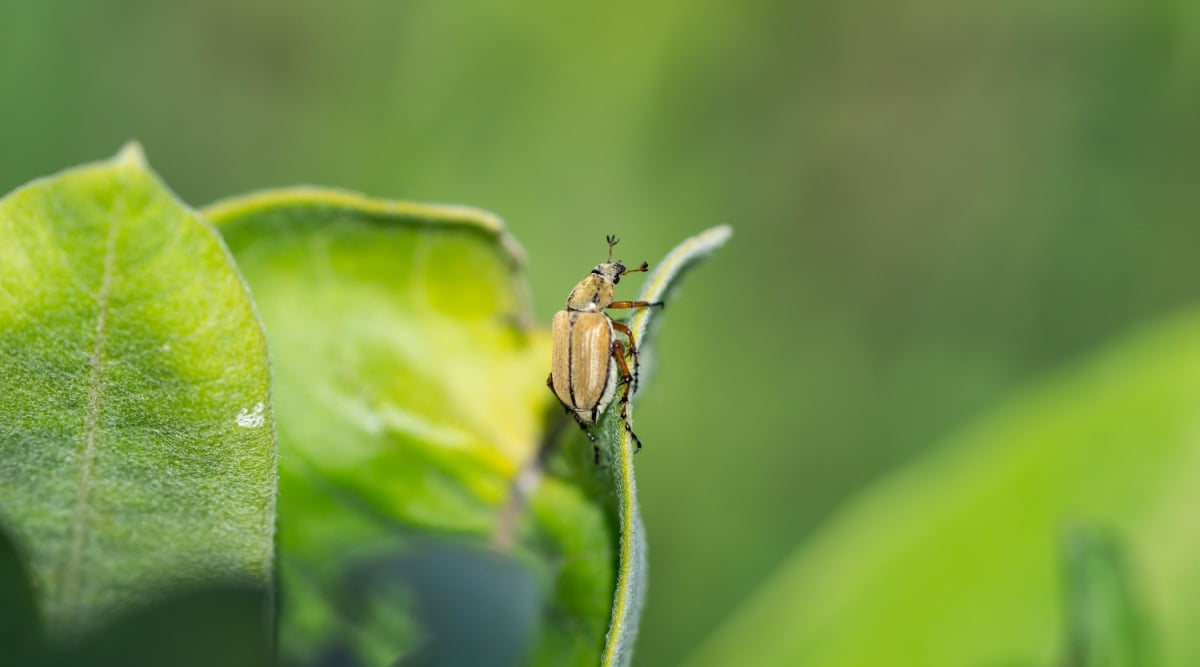 Macrodactylus spinosus rests on the edge of a green leaf. 