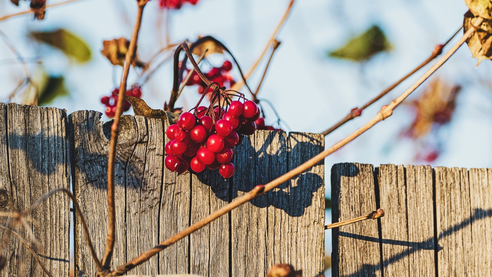 A cluster of bright red berries dangles over the top of a weathered wooden fence. The dried vines cling to the fence, and the smooth, round berries contrast with the rough, grainy texture of the wood in the warm sunlight.