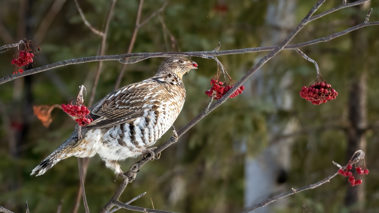 A small bird with brown and white feathers perches on a branch, picking at bright red berries. The branch is slender and leafless, and the scene takes place against a blurred backdrop of trees and sky, indicating late autumn.