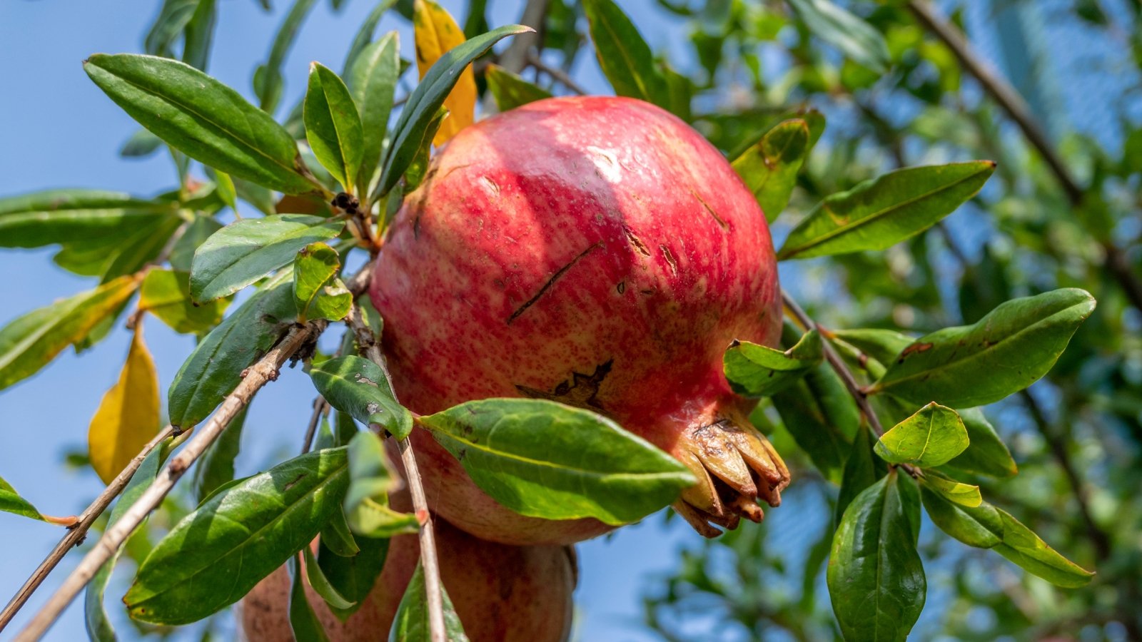 The tree displays lush, glossy leaves and a globular fruit with a tough, reddish skin.
