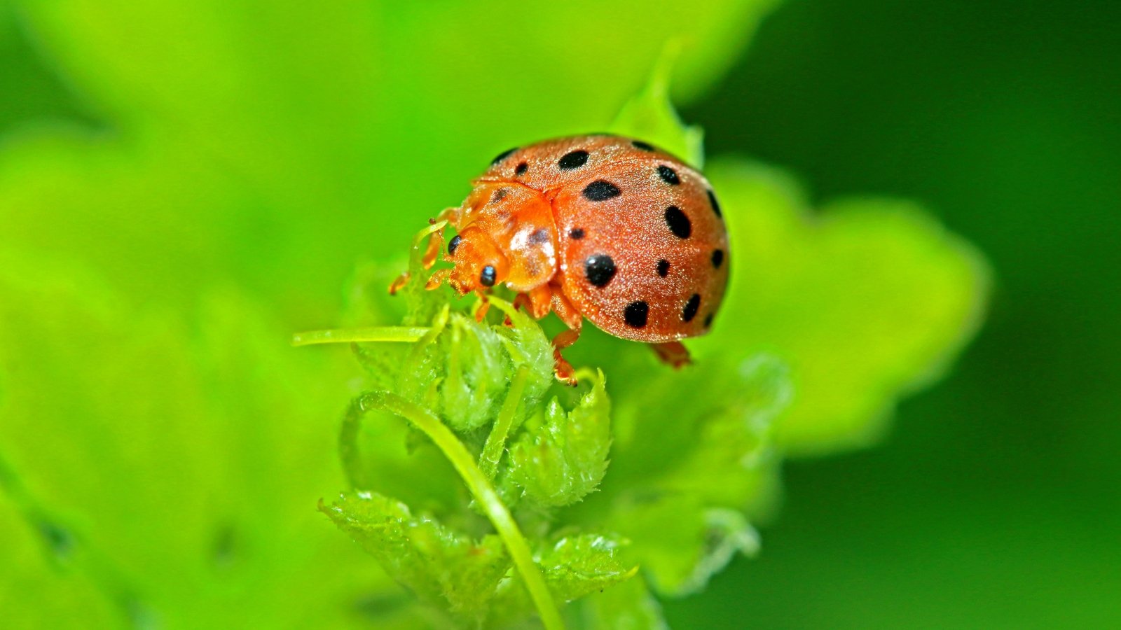 The Mexican bean beetle is a small, rounded beetle with an orange shell featuring black spots and spines.