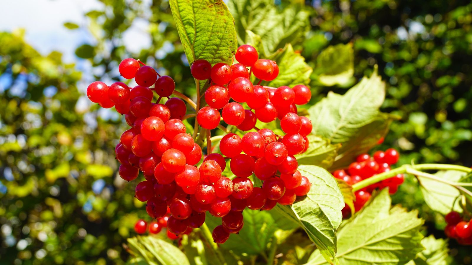 Are you able to Develop Cranberries contained in the Residence Yard?