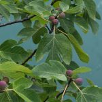 Methods to Prune Fig Bushes for Huge Harvests