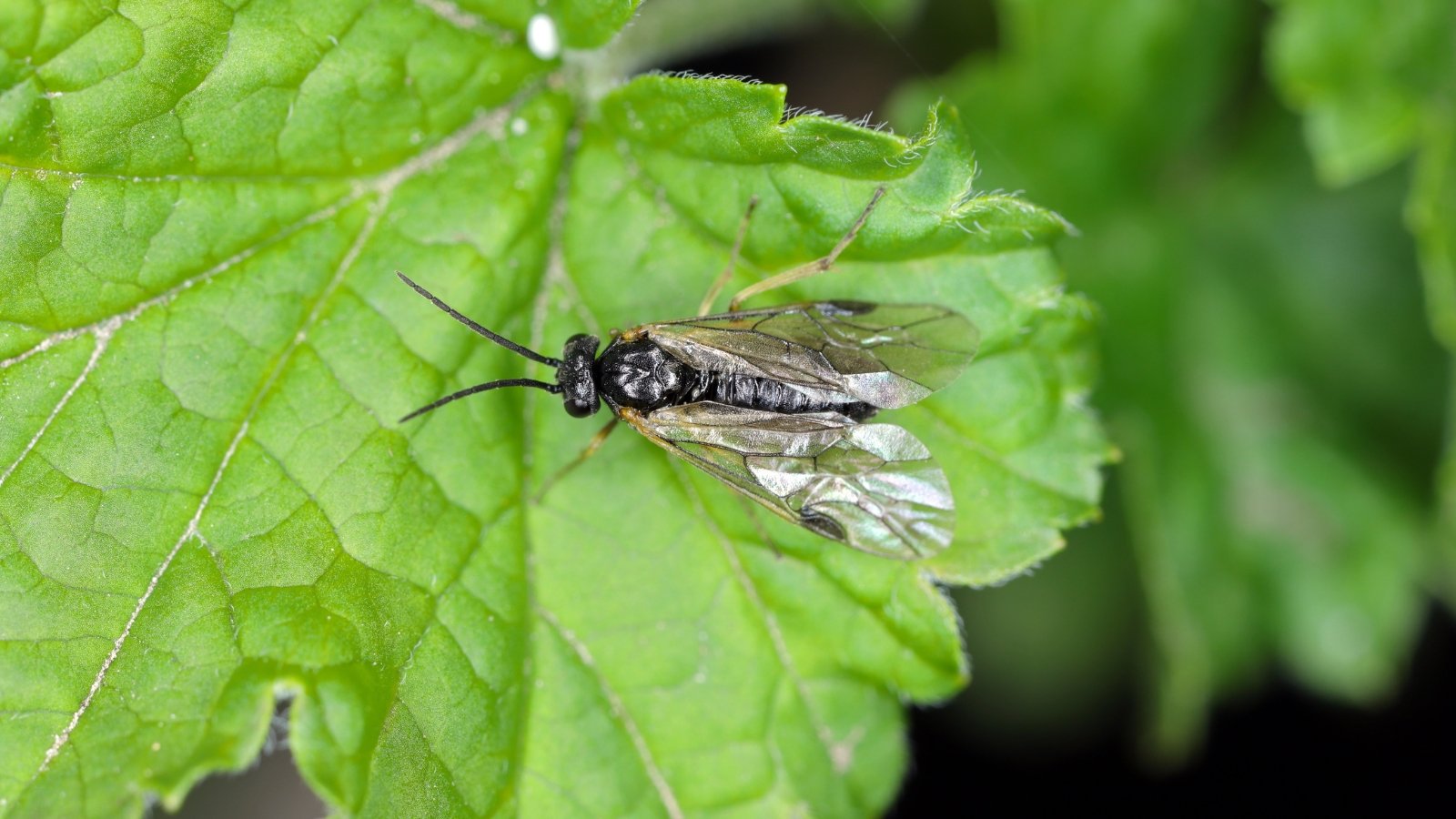 How one can Resolve and Take care of These Yard Pests