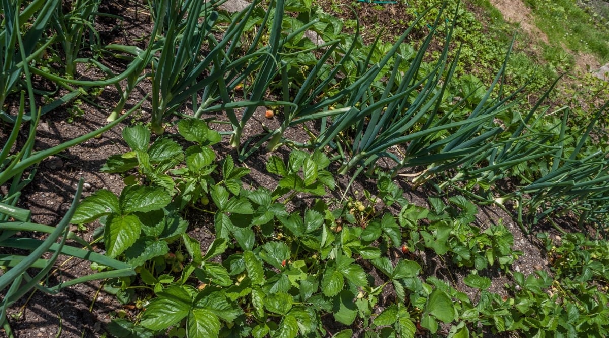 Fruits and vegetables planted in the garden together. Fruits are growing on the ground next to onions in the garden.