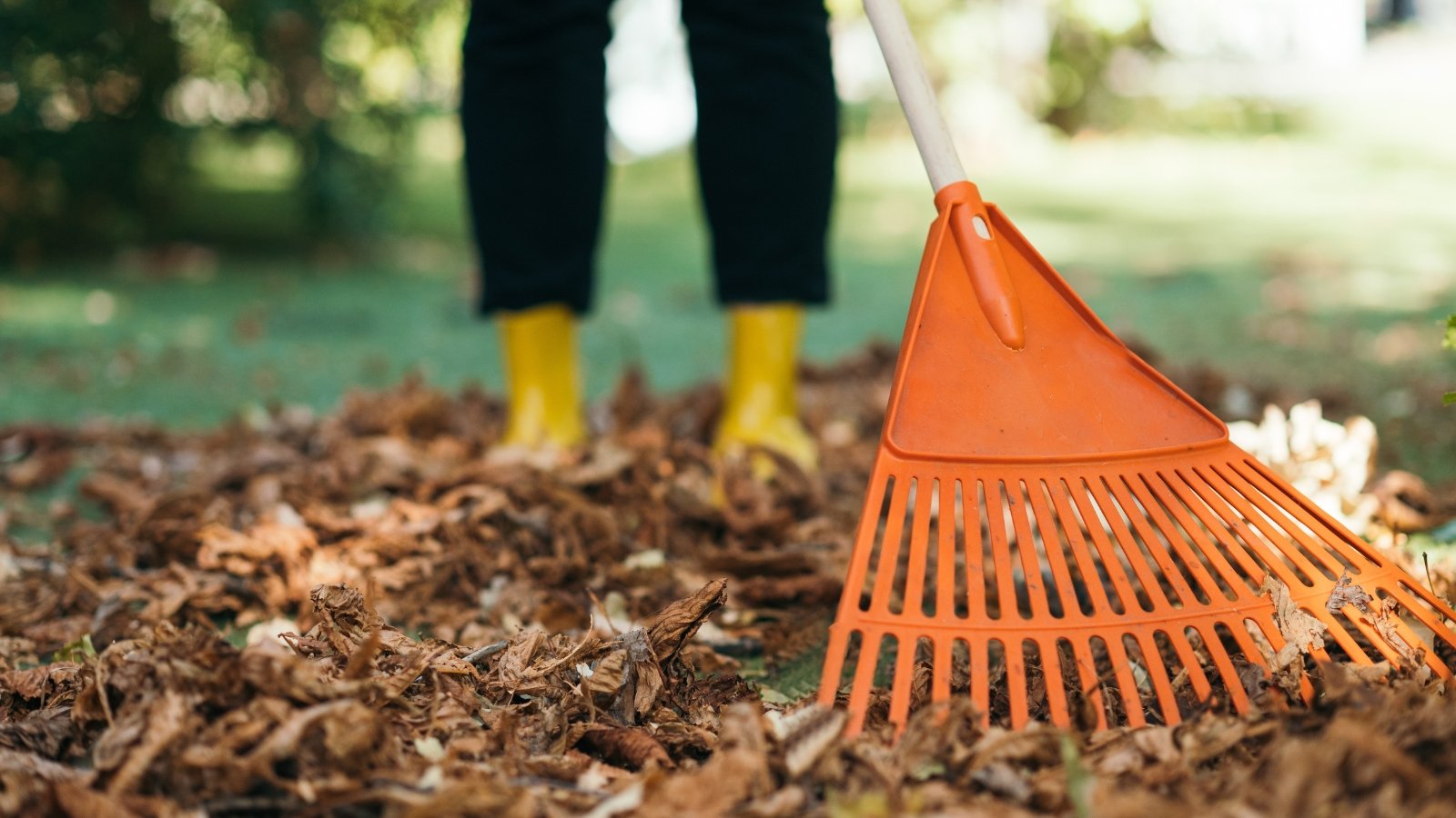 Should You Rake Leaves Off of Perennial Yard Beds?