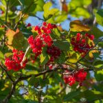 Suggestions on the easiest way to Plant, Develop, and Deal with Highbush Cranberries