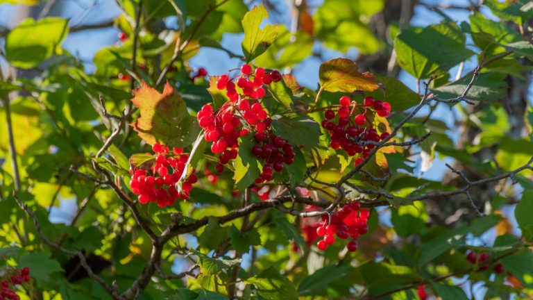 Suggestions on the easiest way to Plant, Develop, and Deal with Highbush Cranberries