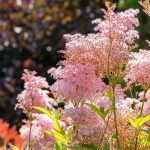 How one can Plant, Develop, and Deal with Queen of the Prairie