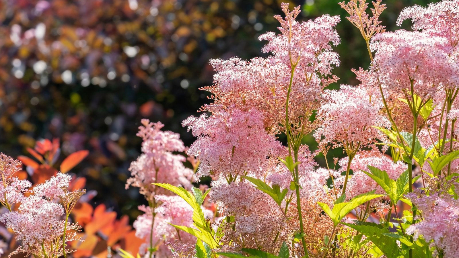 How one can Plant, Develop, and Deal with Queen of the Prairie