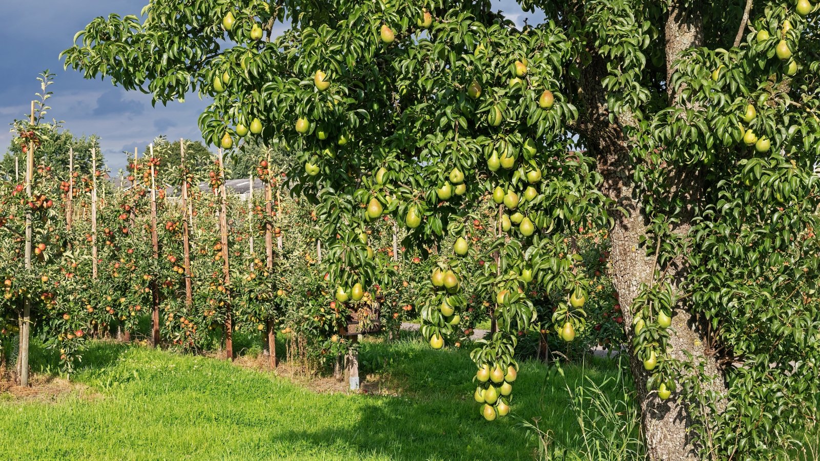 11 Pear Tree Rising Factors and Methods to Resolve Them