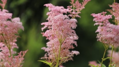 A close-up view of Filipendula rubra shows delicate, light pink flower clusters. The soft, feathery blossoms stand tall against a backdrop of fresh green leaves, glowing under the sunlight.