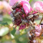 Rose Chafer Beetles: Identification and Administration